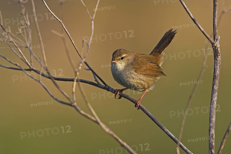 Cetti's Warbler (Cettia cetti), Lesvos, Greece