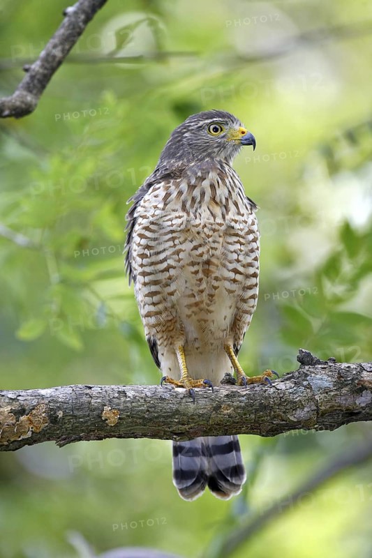 Roadside Hawk Buteo magirostris Palo Verde National Park, Costa Rica 17 October Immature Accipitridae