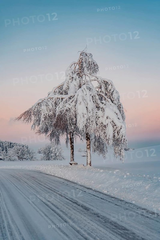 Deep snowy winter morning mood near Halblech in the foothills of the Alps in the Allgäu with the mountains in the background, Bavaria, Germany