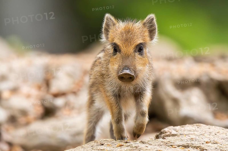 Wild boar (Sus scrofa) piglet walking in a forest, Bavaria, Germany