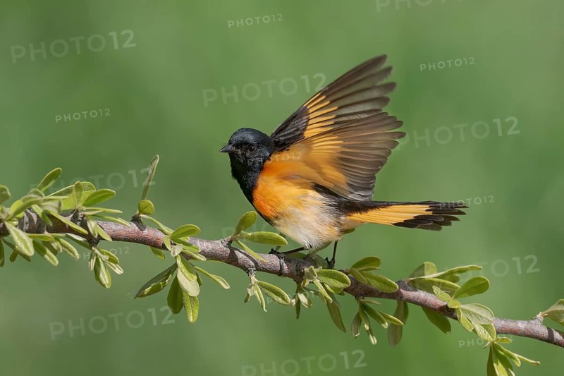American Redstart (Setophaga ruticilla) male, Texas, USA