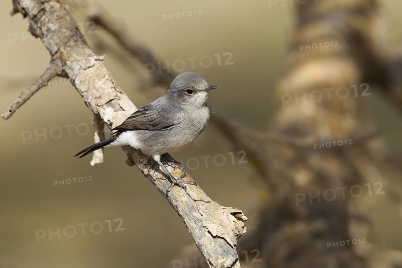 Blackstart (Oenanthe melanura), Oman