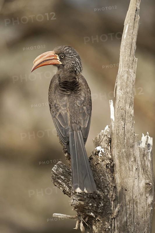 Crowned Hornbill (Lophoceros alboterminatus), South Africa