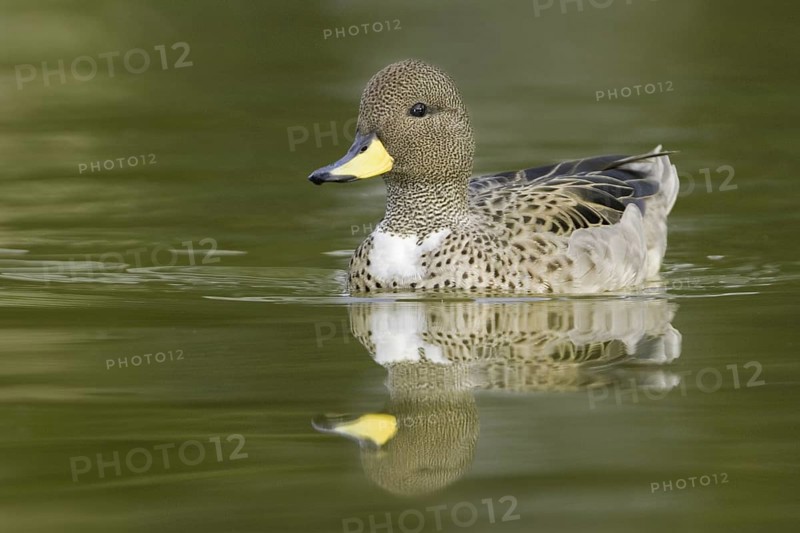 Yellow-billed Teal (Anas flavirostris), Argentina
