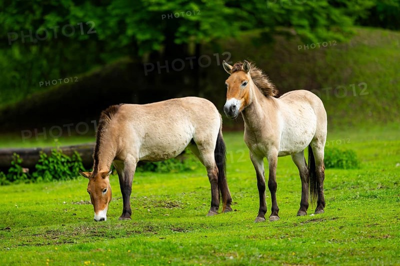 Przewalski's horse (Equus ferus przewalskii) standing on a meadow, Austria, Germany