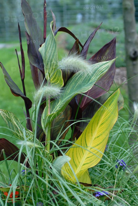 Canna indica hybrid