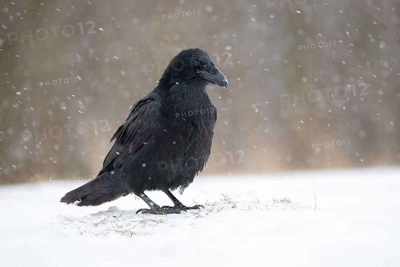 Northern Raven (Corvus corax) perched on snowy ground, Poland