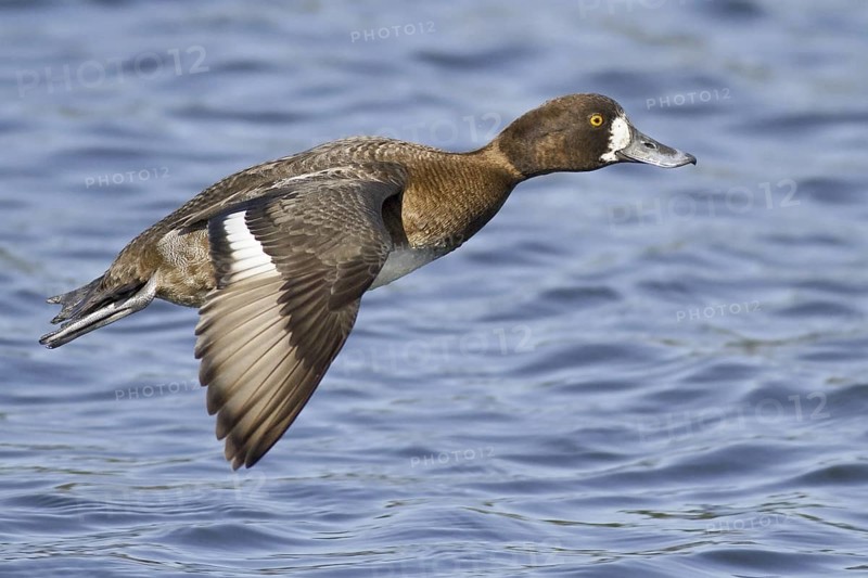 Lesser Scaup (Aythya affinis) female flying, British Columbia, Canada