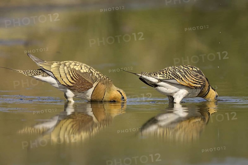 Pin-tailed Sandgrouse (Pterocles alchata), Castile-La Mancha, Spain