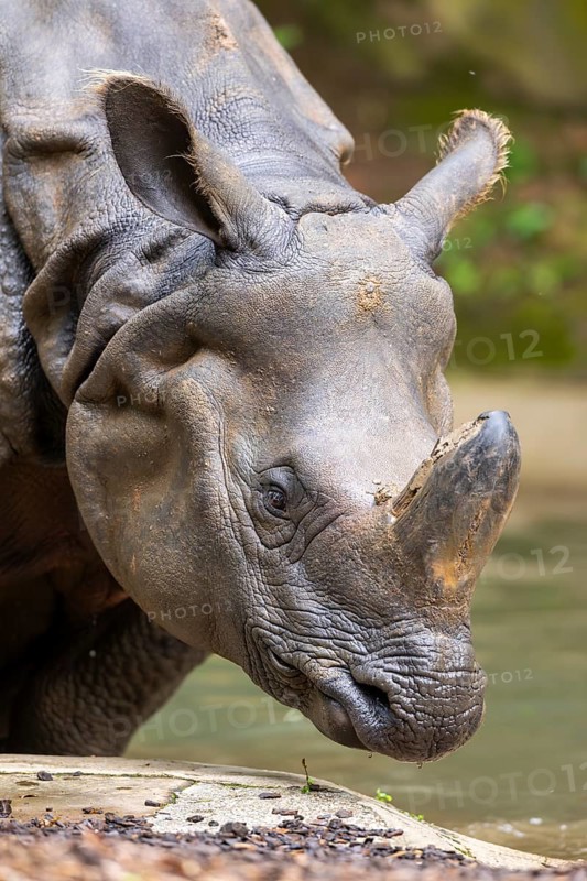 Square-lipped rhinoceros (Ceratotherium simum), portrait, captive, Bavaria, Germany