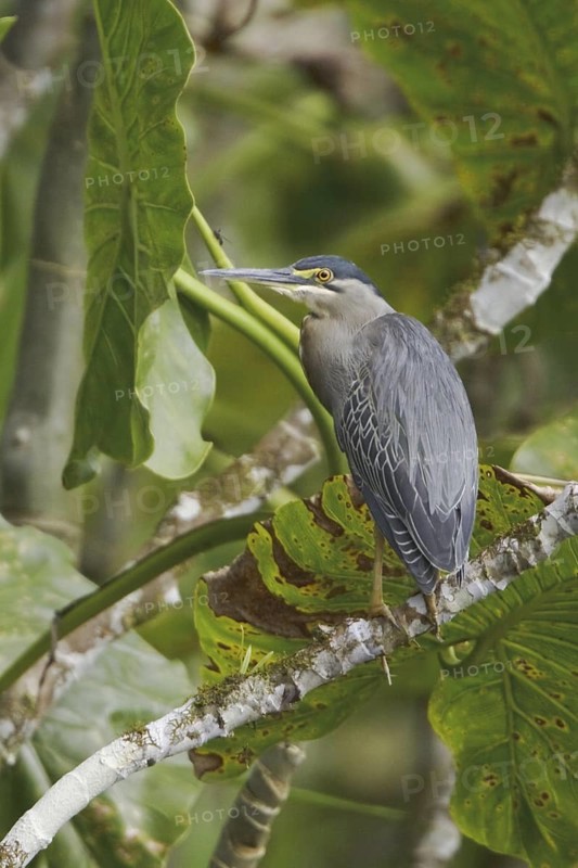 Striated Heron (Butorides striata), Ecuador