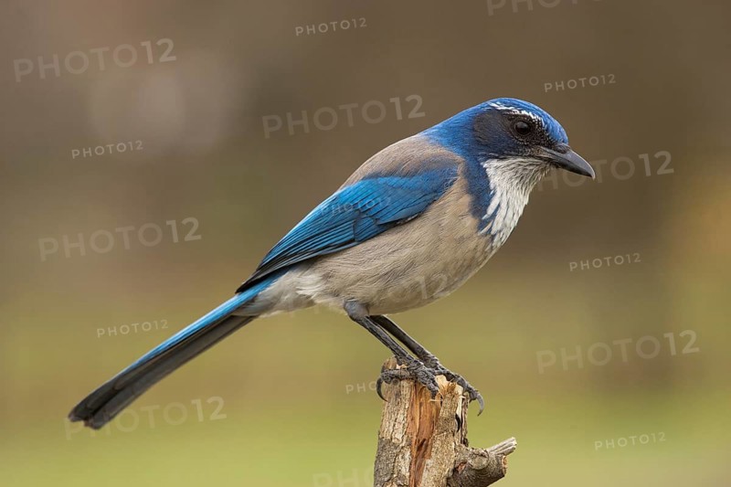 Western Scrub Jay (Aphelocoma californica)