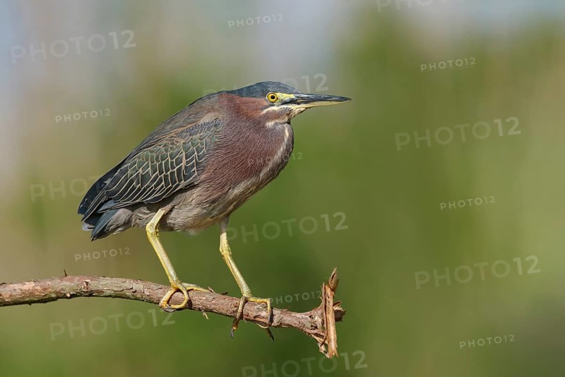 Green Heron (Butorides virescens) perched on a branch, Texas, USA