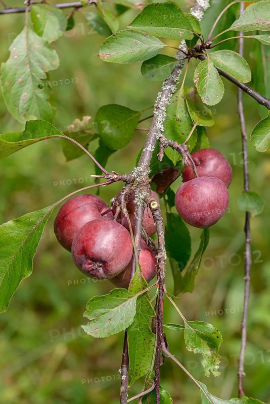 Felt apple (Malus pumila 'Niedzwetzkyana'), Tübingen Botanical Garden, Germany