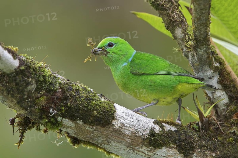 Golden-browed Clorophonia (Chlorophonia callophrys) perched on a branch in Costa Rica, Central America