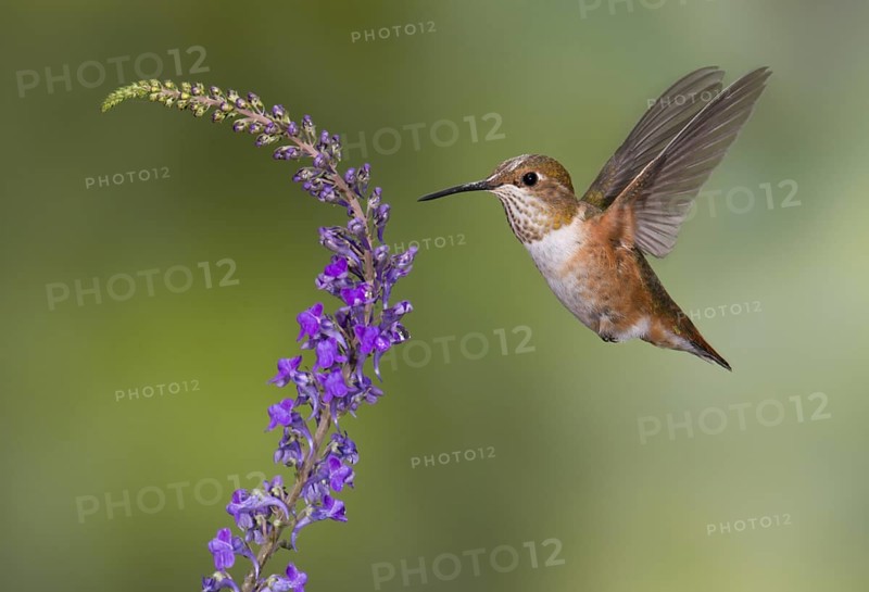 Rufous Hummingbird Female (Selasphorus rufus) - (Selasphorus rufus) - Victoria BC, Canada