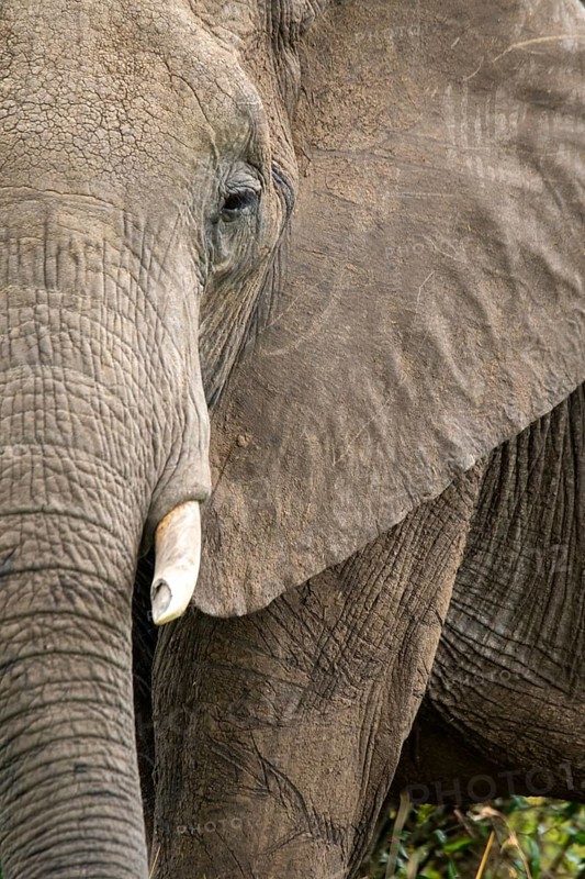 Closeup of a majestic elephant in the Masai Mara, Kenya. The intricate patterns of its wrinkled skin and mighty tusks are captured during an exciting safari adventure