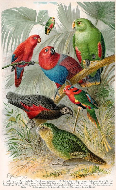 Historical illustration, parrots, psittacines, historische Zeichnung, verschiedene Papageienarten