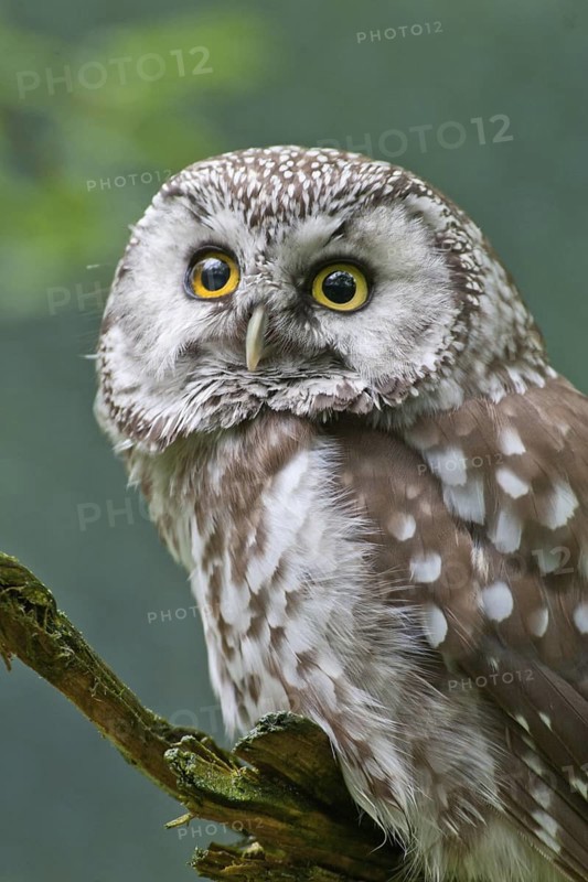 Boreal Owl (Aegolius funereus), Bavaria, Germany