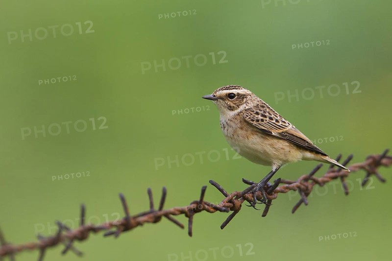 Whinchat (Saxicola rubetra), Schleswig-Holstein, Germany