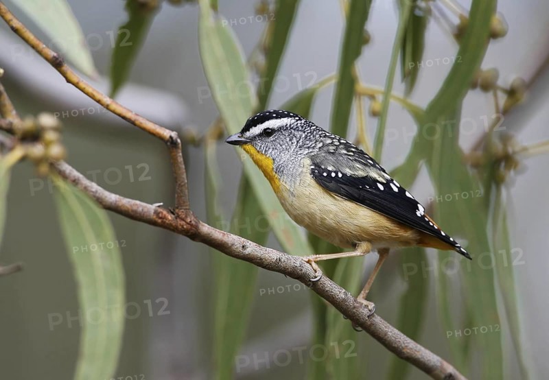Spotted Pardalote (Pardalotus punctatus) male, Victoria, Australia