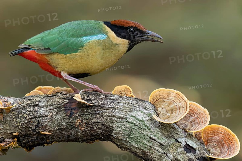Noisy Pitta (Pitta versicolor) perched on a branch in eastern Australia