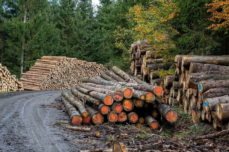 Logging in the Harz Mountains, Goslar, forest work, Lower Saxony, Germany