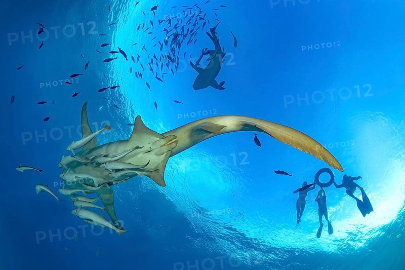 Snorkelers explore vibrant marine life in the Maldives, swimming alongside a majestic Tawny nurse shark and a school of fish. The clear blue waters reveal an underwater paradise