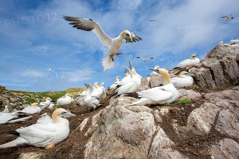 Northern Gannet (Morus bassanus) colony, Saltee Islands, Ireland