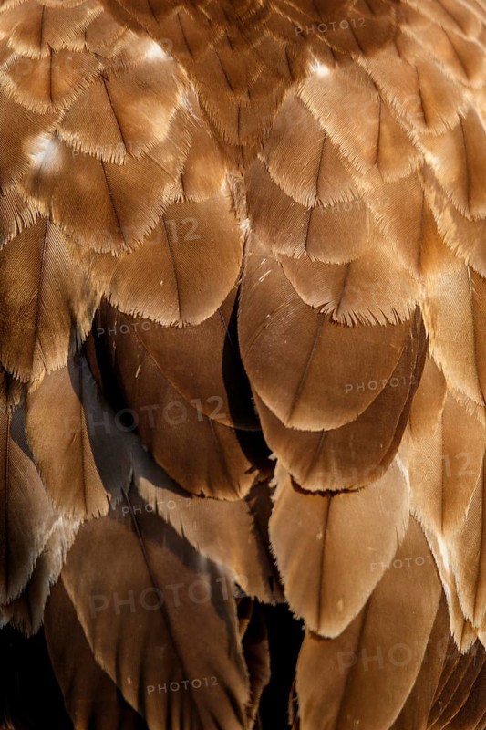 Common Buzzard (Buteo buteo), plumage detail, Castile and Leon, Spain