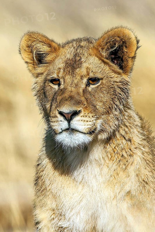 African lion. Cub, portrait, (Panthera leo vernayi), South Africa