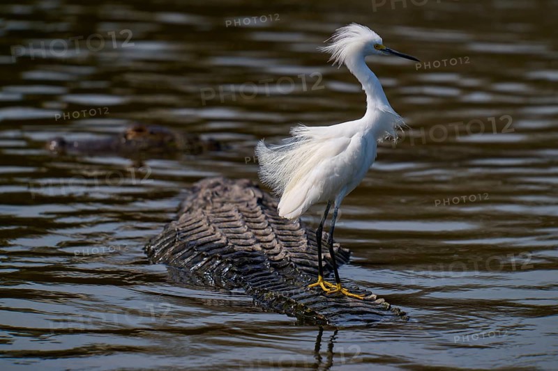 A white bird balancing on a swimming alligator, Great White Egret (Egretta thula), American Alligator (Alligator mississippiensis), Orlando, Florida, USA