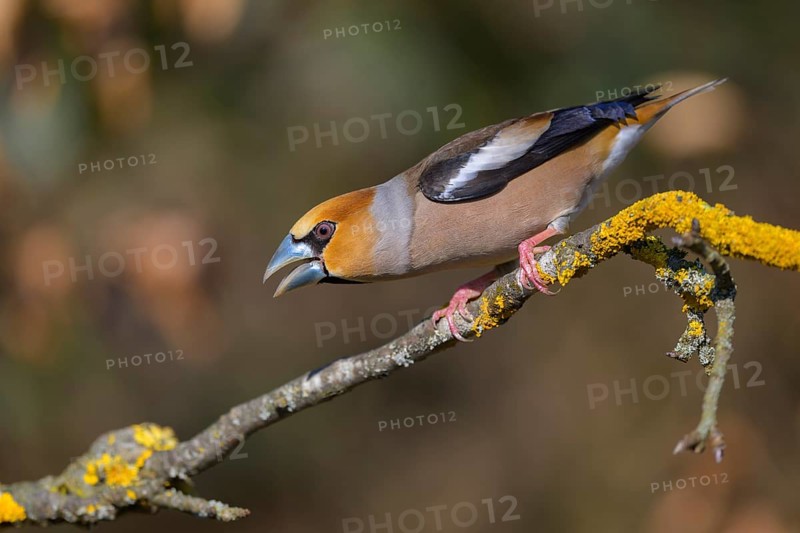 Hawfinch (Coccothraustes coccothraustes), male in breeding plumage on a lichen-covered branch, Swabian Alb biosphere reserve, Baden-Württemberg, Germany