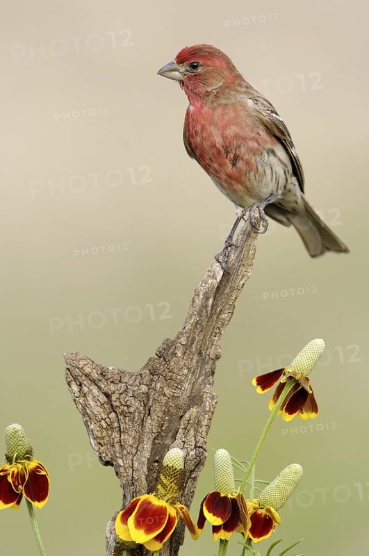 House Finch (Haemorhous mexicanus) male, Arizona, USA