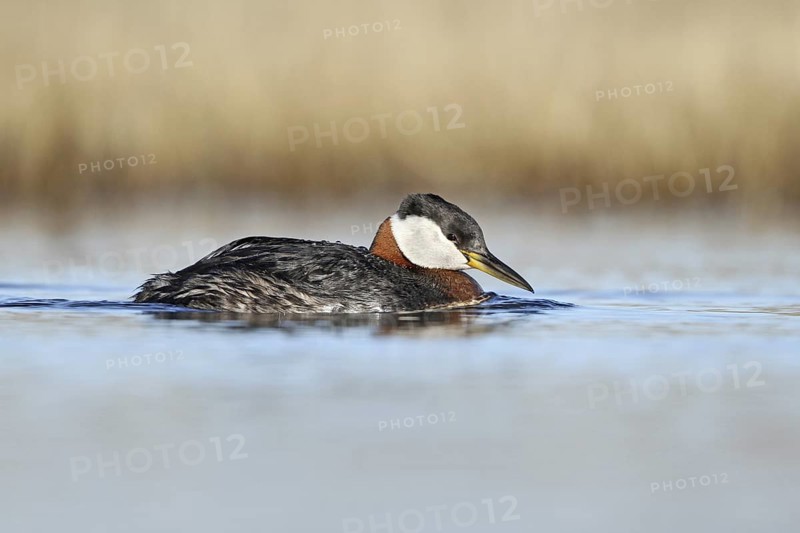Red-necked Grebe (Podiceps grisegena), Alaska, USA