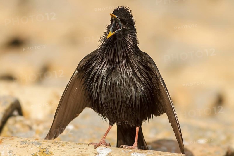 Spotless Starling (Sturnus unicolor) at coursthip display, Castile-La Mancha, Spain