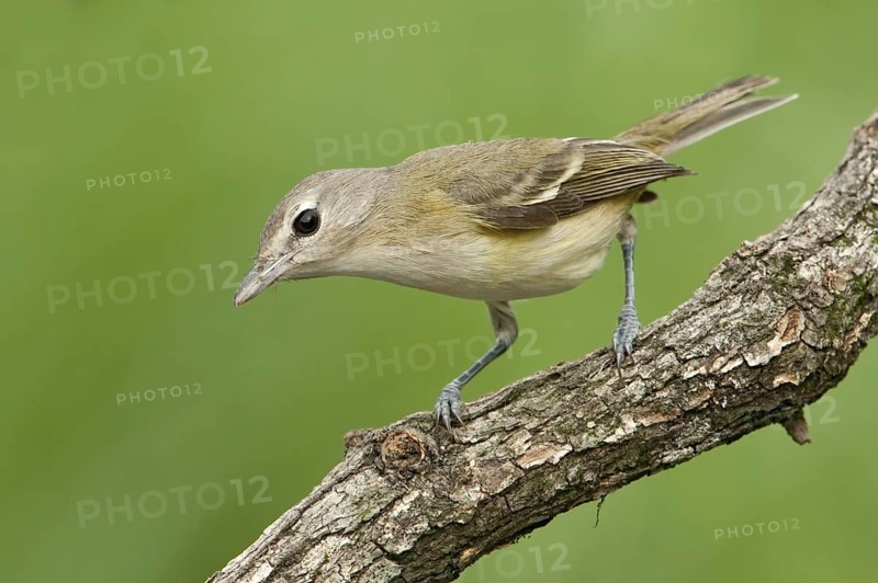 Bell's Vireo (Vireo bellii), Texas, USA