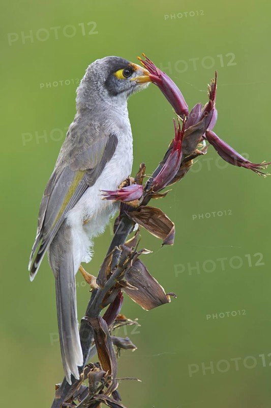 Noisy Miner (Manorina melanocephala), Australia