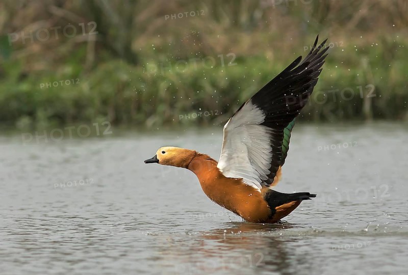 Ruddy Shelduck (Tadorna ferruginea) taking flight, West Bengal, India