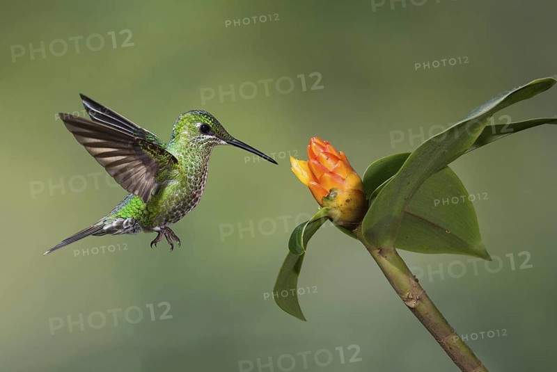 Green-crowned Brilliant (Heliodoxa jacula), Costa Rica