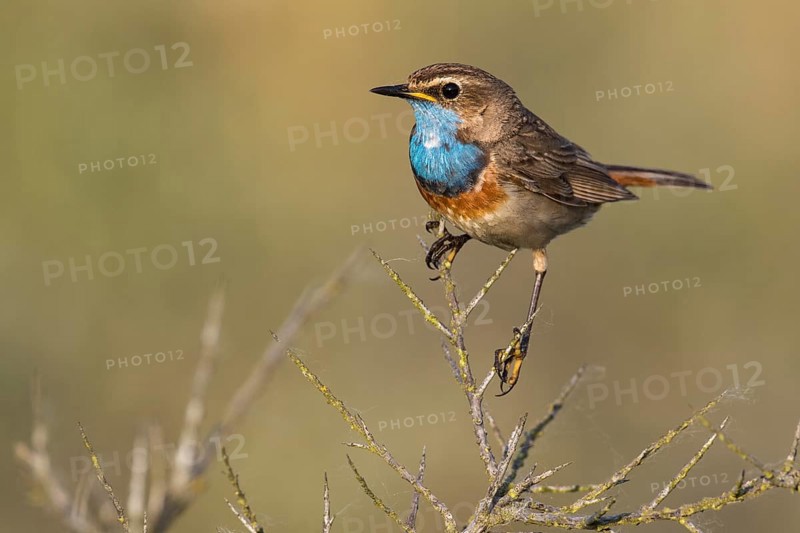 Bluethroat (Luscinia svecica cyanecula) male, Texel, Netherlands