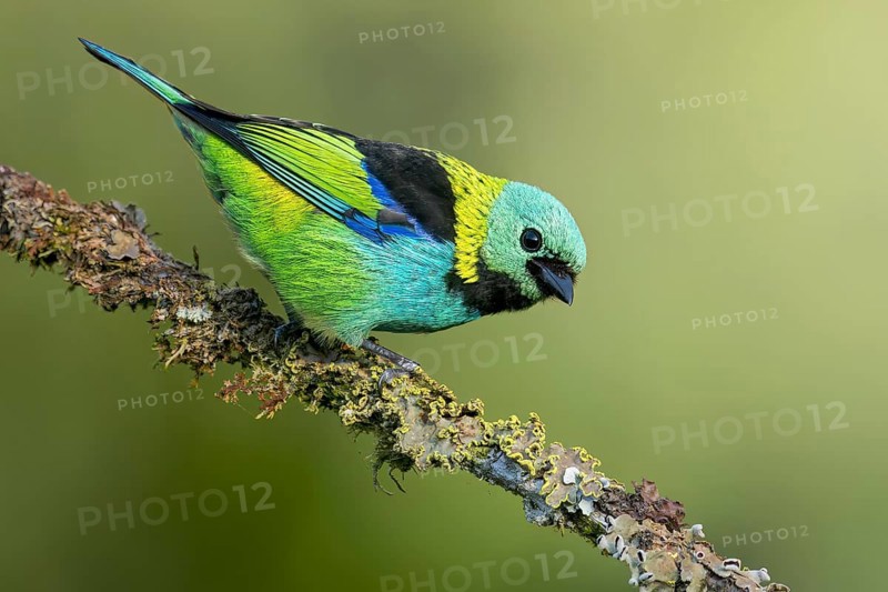 Green-headed Tanager (Tangara seledon) perched on a branch in the Atlantic Rainforest of Brazil