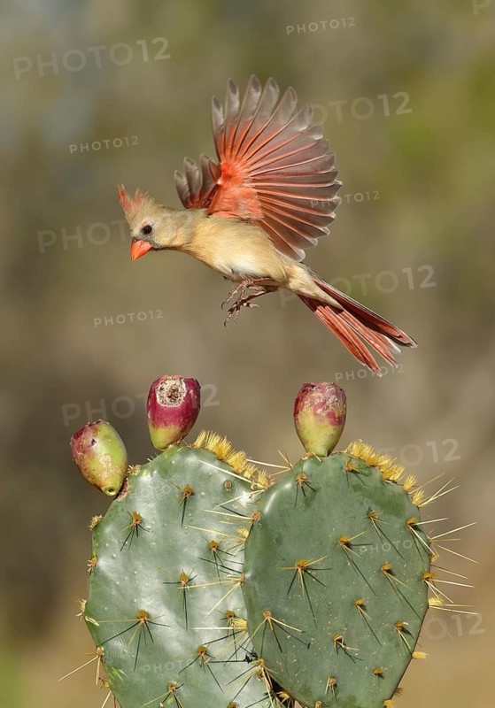 Northern Cardinal (Cardinalis cardinalis) female landing on cactus, Texas, USA