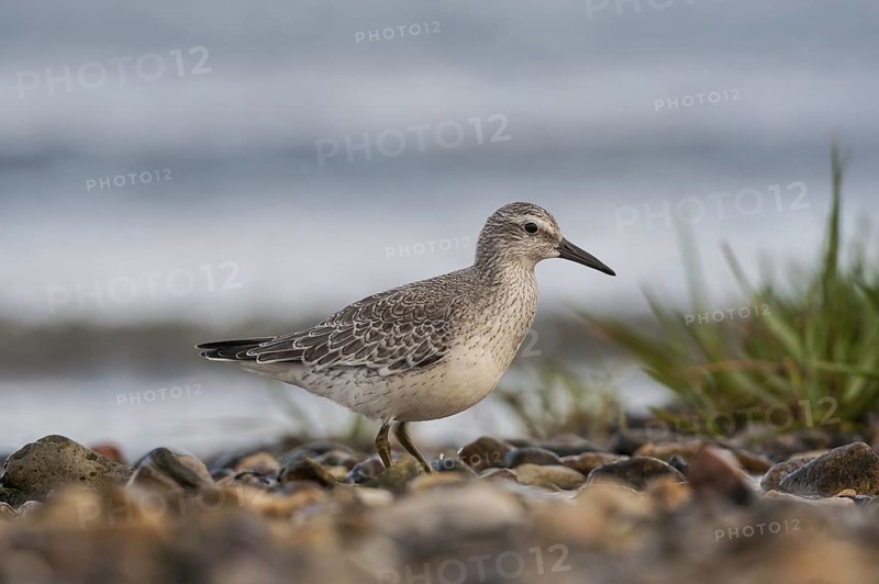 Red Knot (Calidris canutus), Schleswig-Holstein, Germany