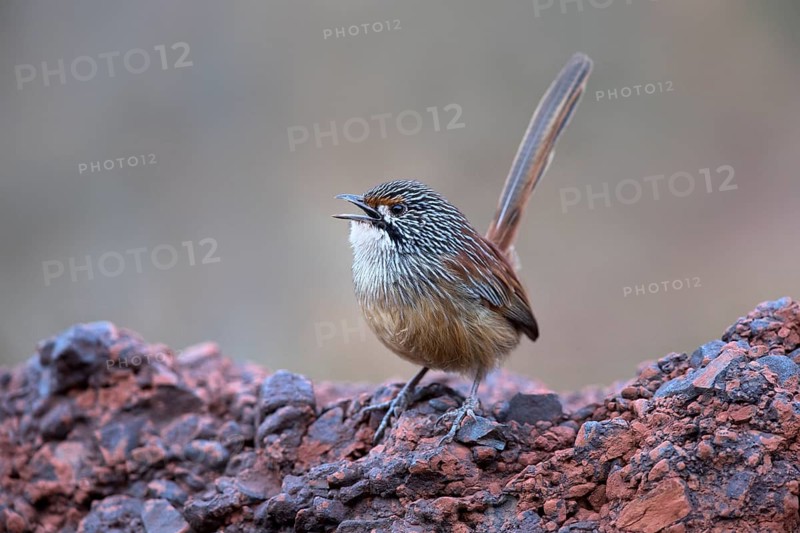 Striated Grasswren (Amytornis striatus whitei) singing from a rock, Western Australia, Australia