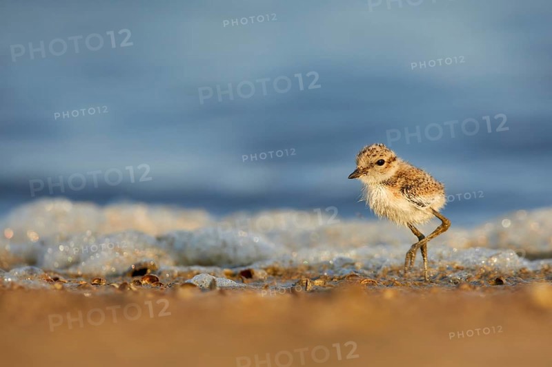 Kentish Plover (Charadrius alexandrinus) chick on beach, Spain