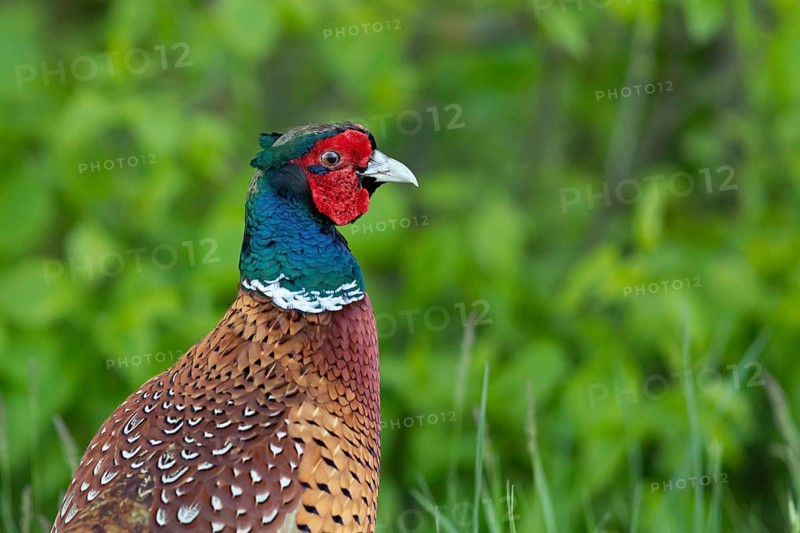 Common Pheasant (Phasianus colchicus) male, Smaland, Sweden