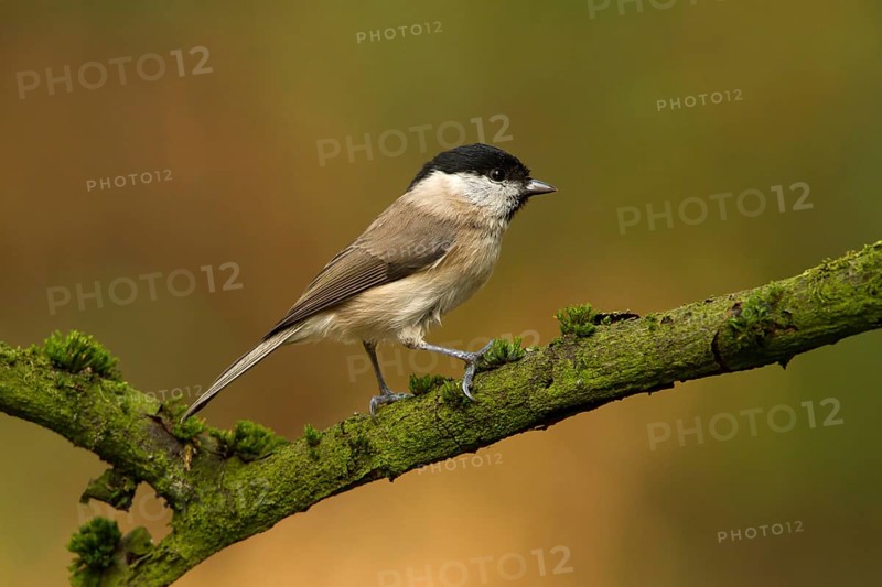 Marsh Tit (Poecile palustris), Utrecht, Netherlands