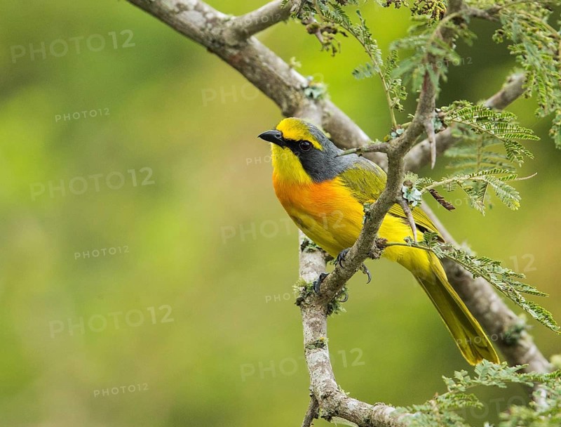 Orange-breasted Bushshrike (Chlorophoneus sulfureopectus), Uganda