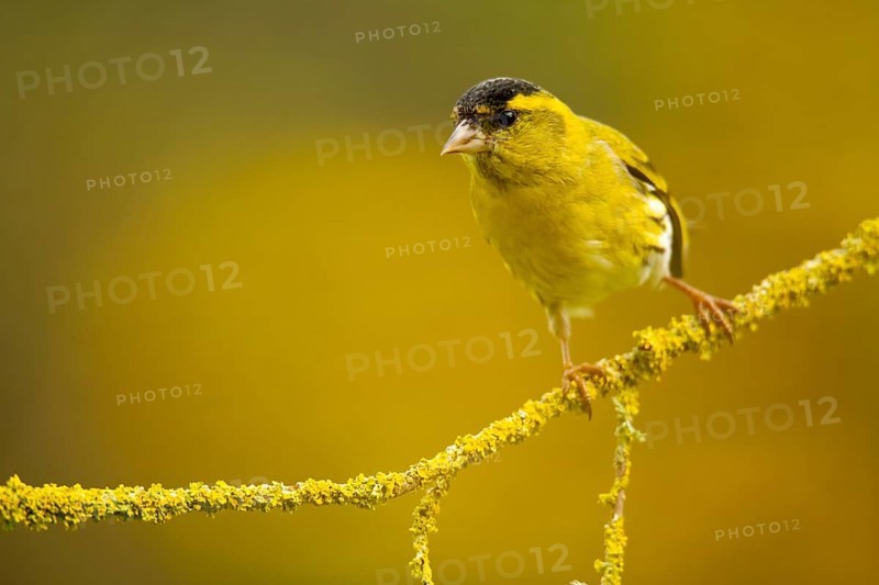 A vibrant European siskin, Spinus spinus, stands out against a soft yellow background, perched gracefully on a mossy branch